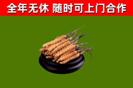 东方市回收散虫草