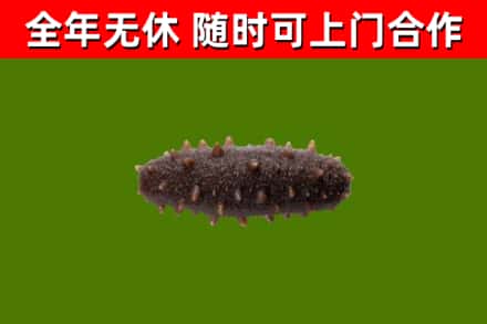 东方市回收海参干